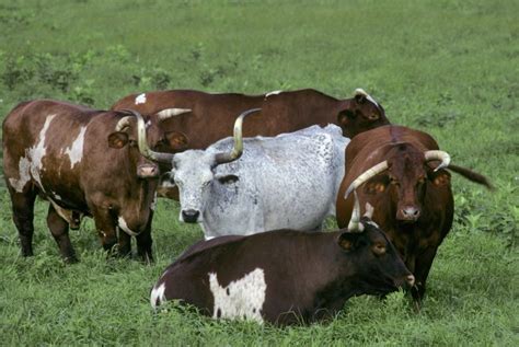Agricultural Giants: The Biggest Farm in the World.